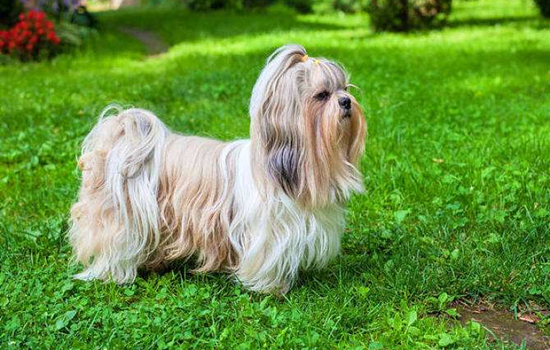 西施犬哪个颜色更纯 西施犬什么颜色最好