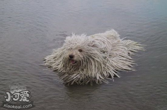 波利犬怎么训练 波利犬训练心得1