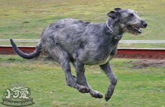 爱尔兰猎狼犬坏习惯怎么纠正训练教程1