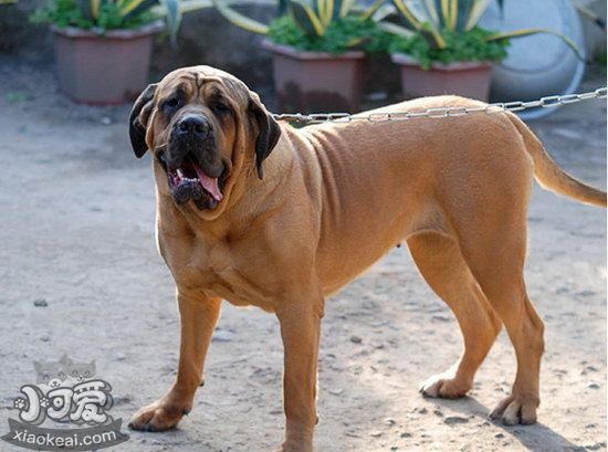 马士提夫犬怎么训练坐立 马士提夫獒犬坐立训练流程1