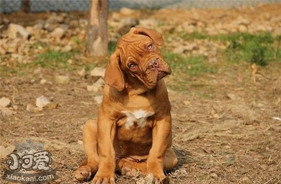 斗牛獒犬怎么学游泳 斗牛獒犬游泳学习训练