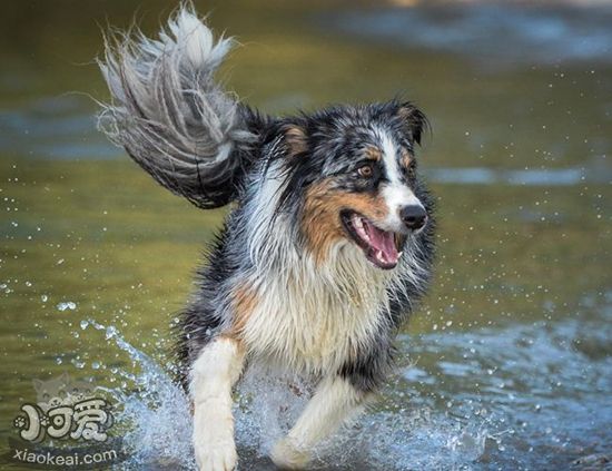 澳洲牧羊犬怎么训练站立 澳大利亚牧羊犬站立训练方法