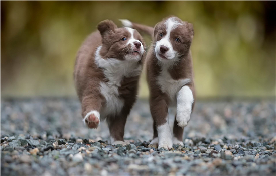 狗狗过敏的物质有哪些？ 如何应对犬过敏？