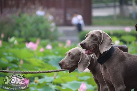 威玛猎犬怎么训练 威玛猎犬训练教程1