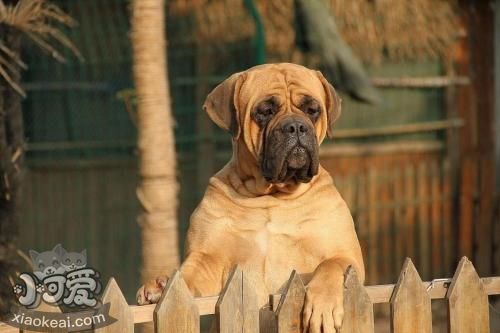 怎么训练斗牛獒犬装死 斗牛獒犬装死训练方法