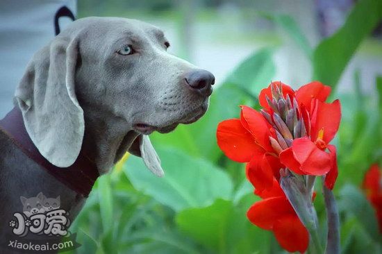 威玛猎犬怎么训练大小便 威玛猎犬定点上厕所训练教程1