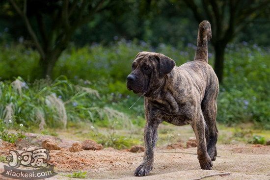 加纳利犬卧倒怎么训练 西班牙加纳利犬趴下训练教程1