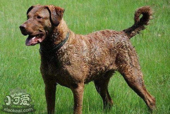 怎么训练卷毛寻回犬站立 卷毛寻回犬站立训练心得1