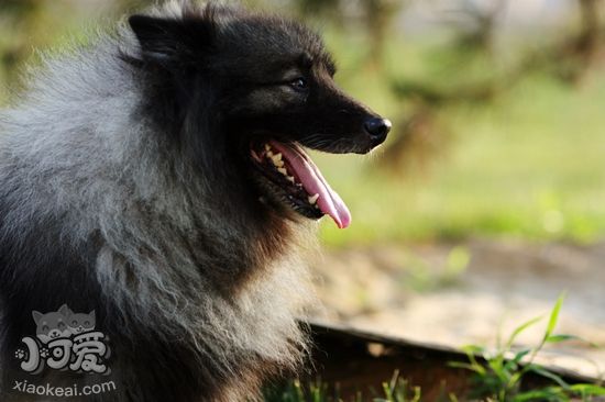 怎么训练荷兰毛狮犬拜拜 荷兰毛狮犬拜拜训练