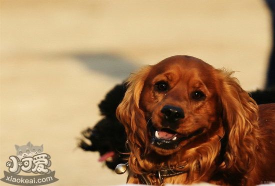 田野小猎犬随行怎么训练 田野小猎犬出门随行训练方法1