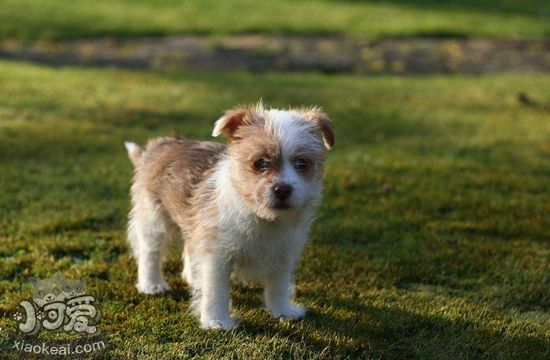 如何训练葡萄牙波登可犬捡球 葡萄牙波登可犬捡球训练