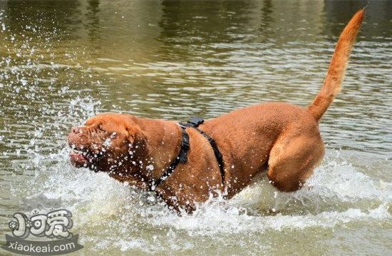 怎么训练波尔多犬坐下 波尔多犬坐下训练教程1