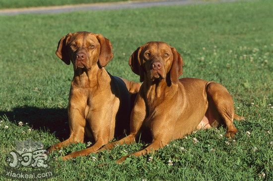 维希拉猎犬怎么训练大小便 维希拉猎犬定点上厕所训练教程1