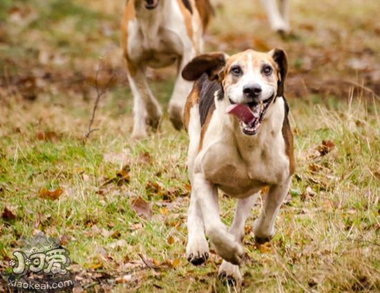 如何训练美国猎狐犬匍匐前进 匍匐前进训练技巧