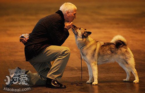 怎么训练挪威猎鹿犬算数 挪威猎鹿犬算数训练方法