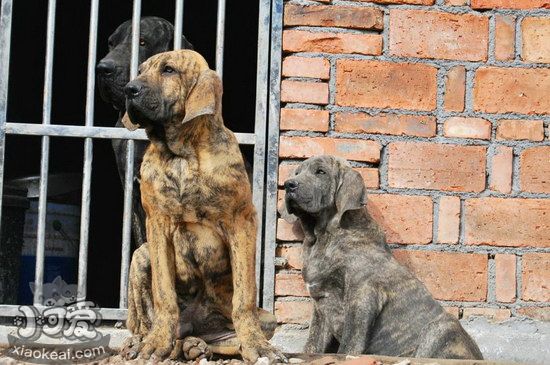 巴西非勒怎么训练握手 巴西非勒犬握手训练教程1