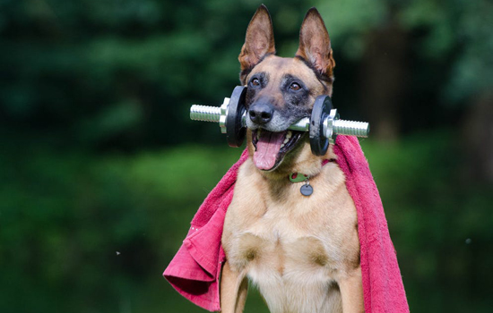 马犬尾巴打卷是不纯吗 教你如何分辨纯种马犬