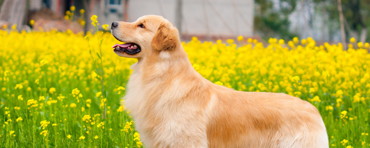 拉布拉多犬和金毛有什么区别 总结正确区分！