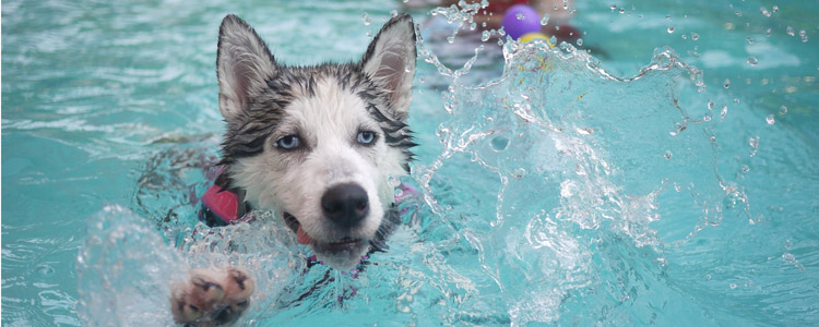 哈士奇是大型犬还是中型犬 中型犬运动量也很大！