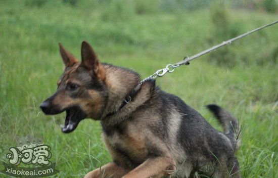 昆明犬什么时候开始训练好 昆明犬最佳训练时间1