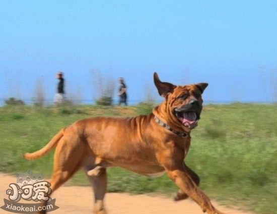 日本土佐犬怎么训练大小便 日本土佐犬上厕所训练方法1