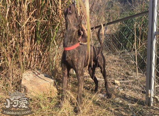 普罗特猎犬怎么训练上厕所 普罗特猎犬定点大小便训练方法1