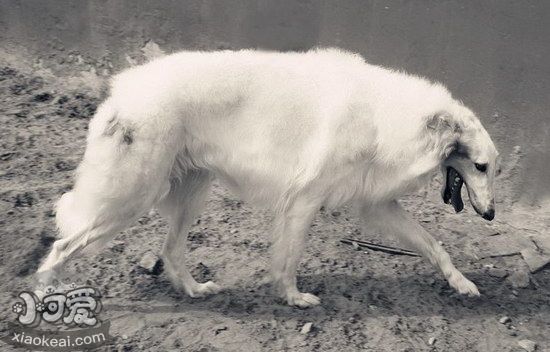 萨路基猎犬怎么训练 萨路基猎犬训练技巧分享1