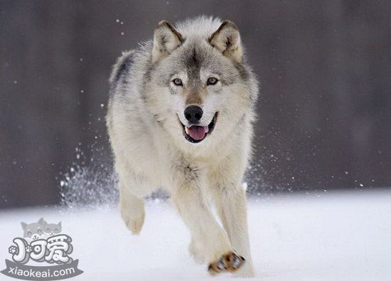 捷克狼犬幼犬什么时候开始训练好 最佳训练时间介绍1