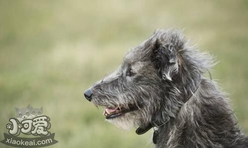 苏格兰猎鹿犬乱吃东西怎么办 训练苏格兰猎鹿犬不乱吃