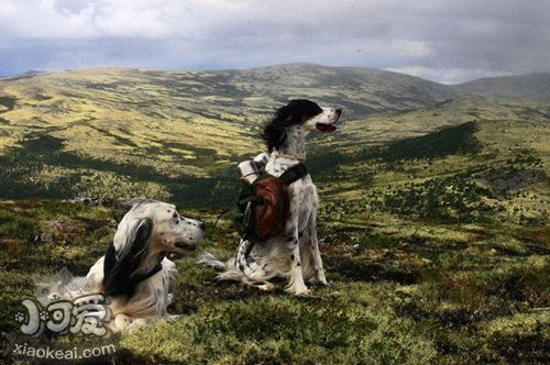 英格兰雪达犬上厕所怎么训练 大小便训练方法