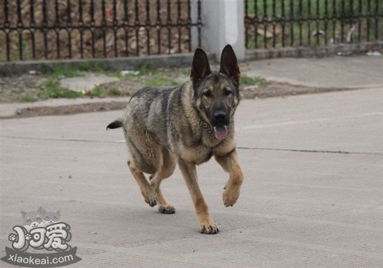 昆明犬怎么训练大小便 昆明犬定点上厕所训练方法1