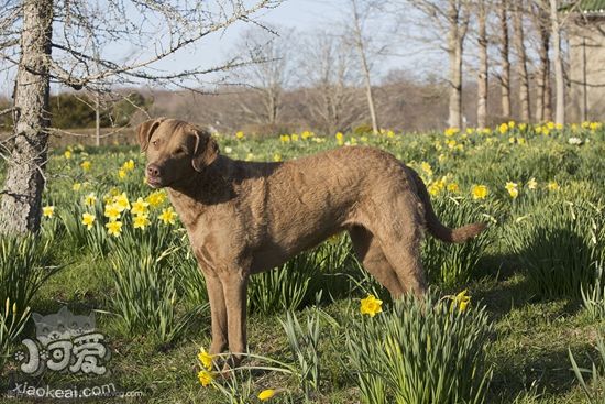 如何训练乞沙比克猎犬游泳 乞沙比克猎犬学游泳方法