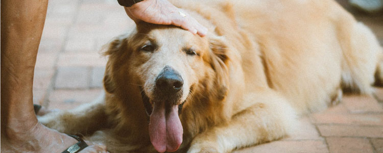 寻回犬什么意思 真的和字面意思没差