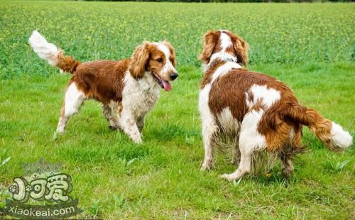 怎么训练威尔士跳猎犬听口令 威尔士跳猎犬口令训练法