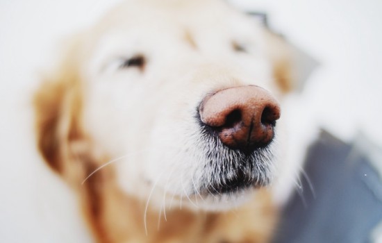 拉布拉多幼犬一天喂几次合适