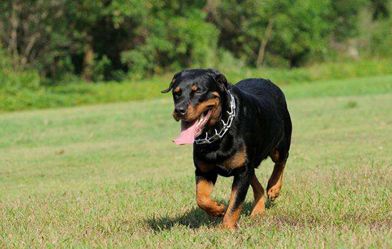 世界十大禁养猛犬排行榜 有一种连人都吃！世界十大禁养猛犬排行榜 有一种连人都吃！