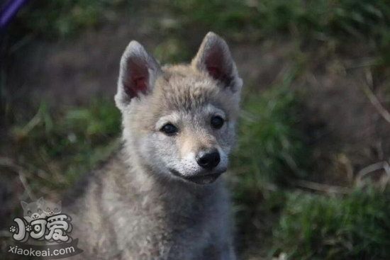 捷克狼犬怎么训练捡东西 捷克狼犬叼东西训练方法1