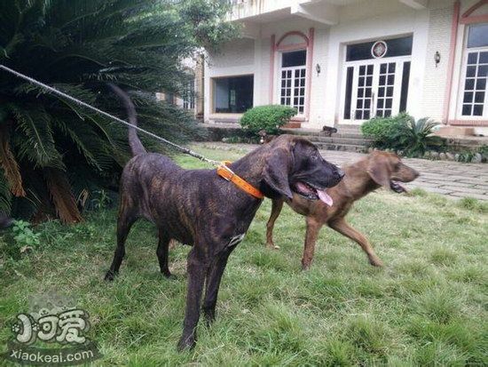 普罗特猎犬怎么训练拒食 普罗特猎犬拒食训练技巧1