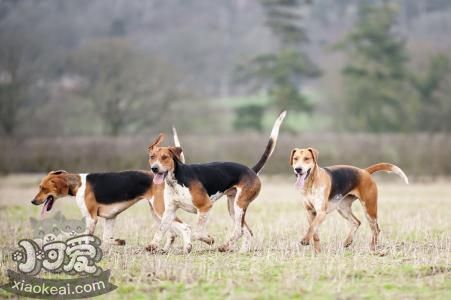 英国猎狐犬怎么习惯笼子 英国猎狐犬训练注意事项