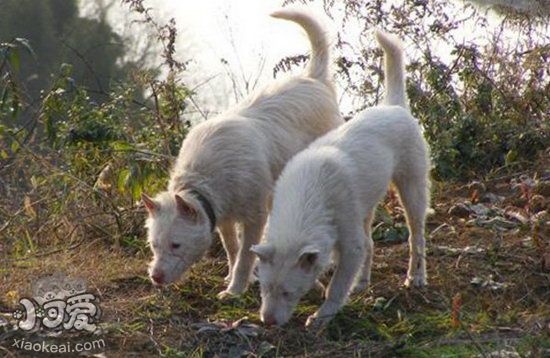 下司犬怎么训练捡东西 下司犬叼东西训练教程1