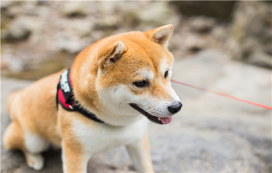 柴犬是土狗吗 为啥地位和中国田园犬差这么多