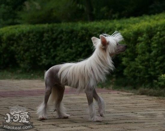 冠毛犬什么时候训练比较好 中国冠毛犬最佳训练时间1