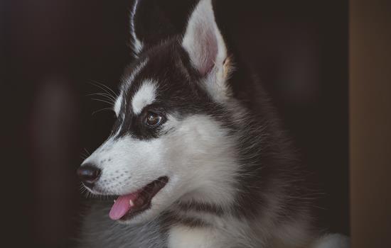 幼犬狗粮怎么喂比较好