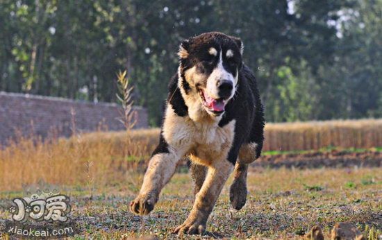 中亚牧羊犬握手怎么训练 中亚牧羊犬握手训练教程1