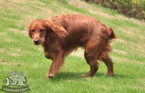 英国可卡犬作揖怎么训练 英国可卡犬作揖训练流程1