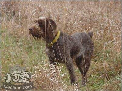 史毕诺犬怎么训练大小便 史毕诺犬大小便训练方法