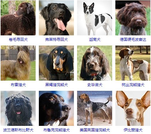 大型犬品种大全 你知道吗？