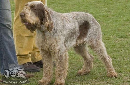 史毕诺犬会握手吗 史毕诺犬握手训练技巧