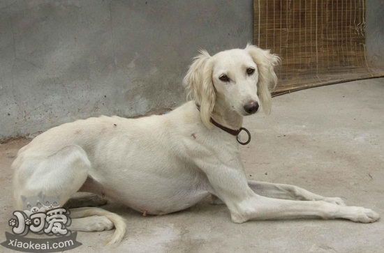 细犬怎么训练看家护院 中国细犬看家护院训练教程1