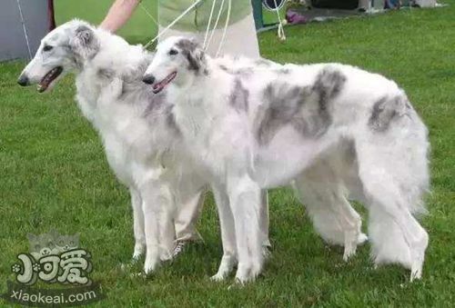 苏俄猎狼犬怎么学握手 苏俄猎狼犬握手训练